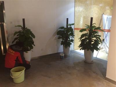 天津?qū)懽謽翘焯螟B(niǎo)綠植租賃公司 辦公樓花卉租擺