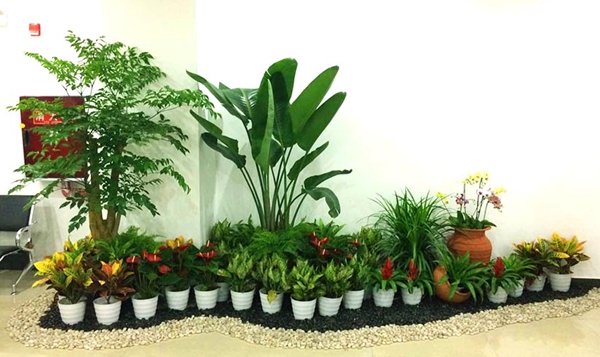江蘇潤(rùn)騰農(nóng)業(yè)科技 專(zhuān)注于花卉綠植租借與園林綠化一站式服務(wù)