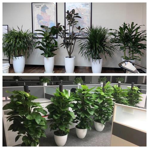 天津花卉銷(xiāo)售綠植租擺 天津綠植出租公司 室內(nèi)外花卉租賃歡迎來(lái)電咨詢(xún)