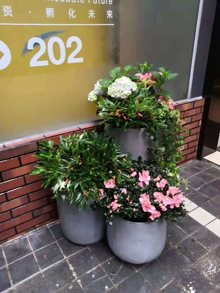 廣州天河區(qū)綠植花卉租賃 選擇專(zhuān)業(yè)靠譜的景采園林，讓活力綠意常伴