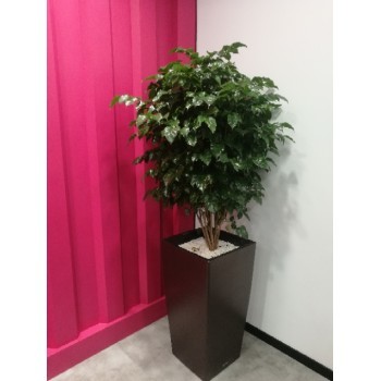 津城綠意 租賃更健——天津和平區(qū)綠植花卉全方位服務(wù)之家